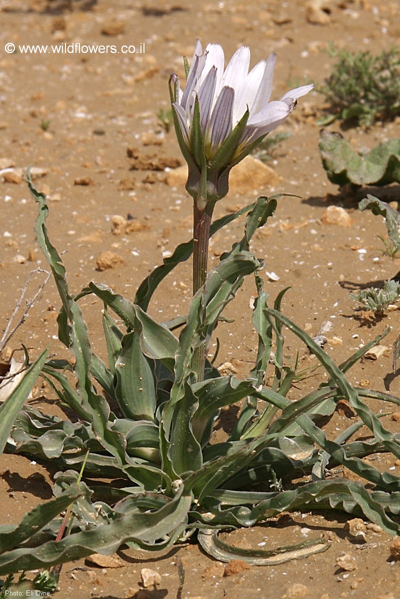 Tragopogon collinus